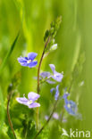 Germander Speedwell (Veronica chamaedrys)