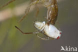 Great Diving Beetle (Dytiscus marginalis)