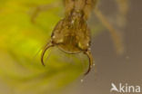 Great Diving Beetle (Dytiscus marginalis)