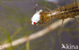 Great Diving Beetle (Dytiscus marginalis)