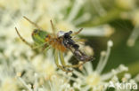 Cucumber green spider (Araniella cucurbitina)