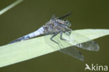 Black-tailed Skimmer (Orthetrum cancellatum)