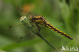 Black-tailed Skimmer (Orthetrum cancellatum)