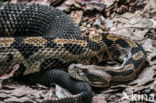 Gewone ratelslang (Crotalus horridus)