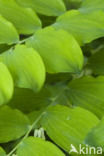Solomon s seal (Polygonatum multiflorum)