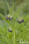 Common Comfrey (Symphytum officinale)