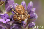 Crab spider (Xysticus cristatus)