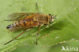 common stiletto (Thereva nobilitata)