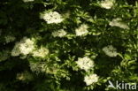 Elder (Sambucus nigra)