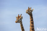 Southern giraffe (Giraffa camelopardalis)