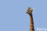 Southern giraffe (Giraffa camelopardalis)