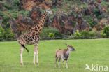 Giraffe (Giraffa camelopardalis)