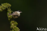 Glanskop (Parus palustris)