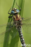 Glassnijder (Brachytron pratense)