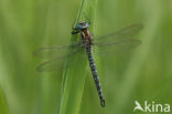 Glassnijder (Brachytron pratense)