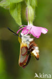 Glasvleugelpijlstaart (Hemaris fuciformis)