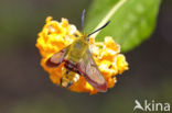 Glasvleugelpijlstaart (Hemaris fuciformis)