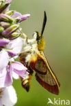 Glasvleugelpijlstaart (Hemaris fuciformis)