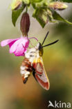 Glasvleugelpijlstaart (Hemaris fuciformis)