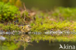 Goldcrest (Regulus regulus)