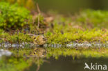 Goldcrest (Regulus regulus)