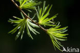 Japanese Larch (Larix kaempferi)