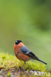 Eurasian Bullfinch (Pyrrhula pyrrhula)