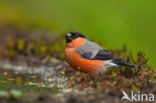 Eurasian Bullfinch (Pyrrhula pyrrhula)