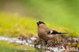 Eurasian Bullfinch (Pyrrhula pyrrhula)