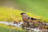 Eurasian Bullfinch (Pyrrhula pyrrhula)