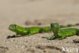 green iguana (Iguana iguana)