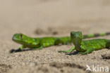 Groene leguaan (Iguana iguana)