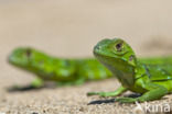 green iguana (Iguana iguana)