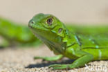 Groene leguaan (Iguana iguana)