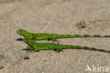 green iguana (Iguana iguana)