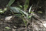 Groene leguaan (Iguana iguana)