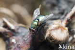 Greenbottle (Lucilia caesar)