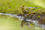 Groenling (Carduelis chloris)