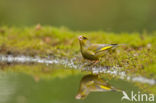 European Greenfinch (Carduelis chloris)