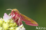 Groot avondrood (Deilephila elpenor)