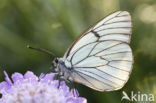 Groot geaderd witje (Aporia crataegi)