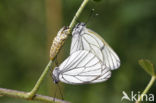 Groot geaderd witje (Aporia crataegi)