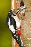 Grote Bonte Specht (Dendrocopos major)