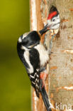 Grote Bonte Specht (Dendrocopos major)