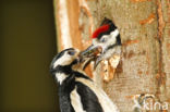 Grote Bonte Specht (Dendrocopos major)