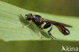 Sphegina sibirica