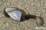 Goose barnacle (Lepas anatifera)