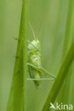 Grote groene sabelsprinkhaan (Tettigonia viridissima)