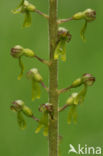 Grote keverorchis (Neottia ovata