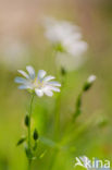 Greater Stitchwort (Stellaria holostea)